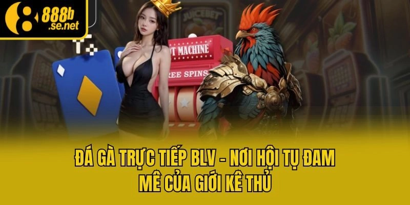 Đá Gà Trực Tiếp BLV – Nơi Hội Tụ Đam Mê Của Giới Kê Thủ