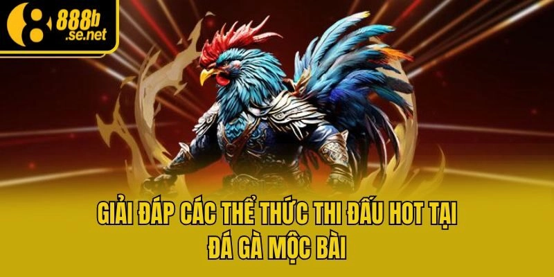 Giải đáp các thể thức thi đấu hot tại đá gà Mộc Bài