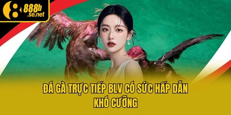 Đá gà trực tiếp BLV có sức hấp dẫn khó cưỡng