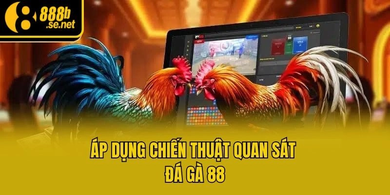 Áp dụng chiến thuật quan sát đá gà 88